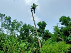 Pohon Kelapa Roboh lama, Berdiri Kembali Img 20241111 Wa0066 Copy 700x680